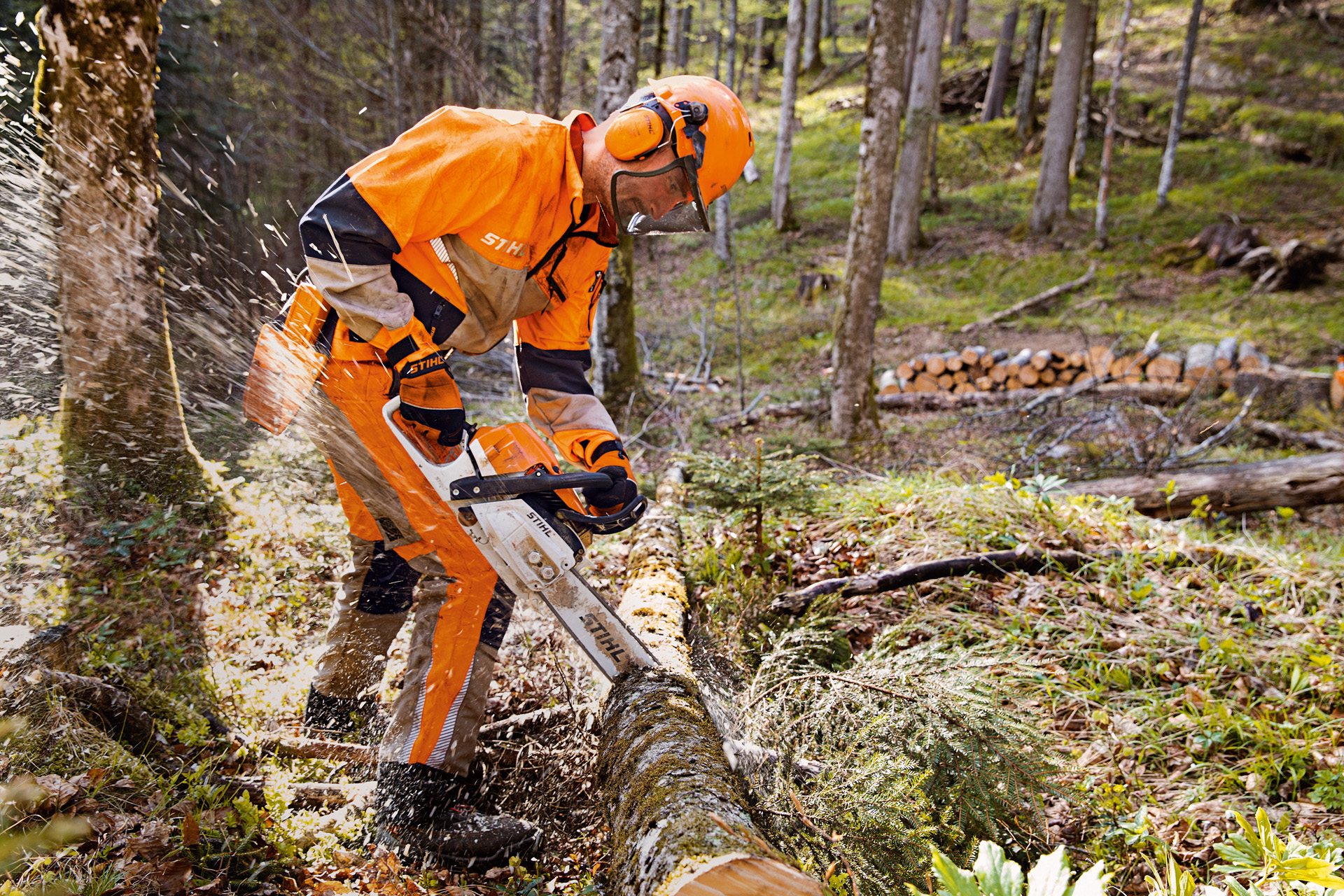 Metsätyöntekijä STIHL-suojavaatteissa sahaamassa puuta metsässä STIHL-moottorisahalla